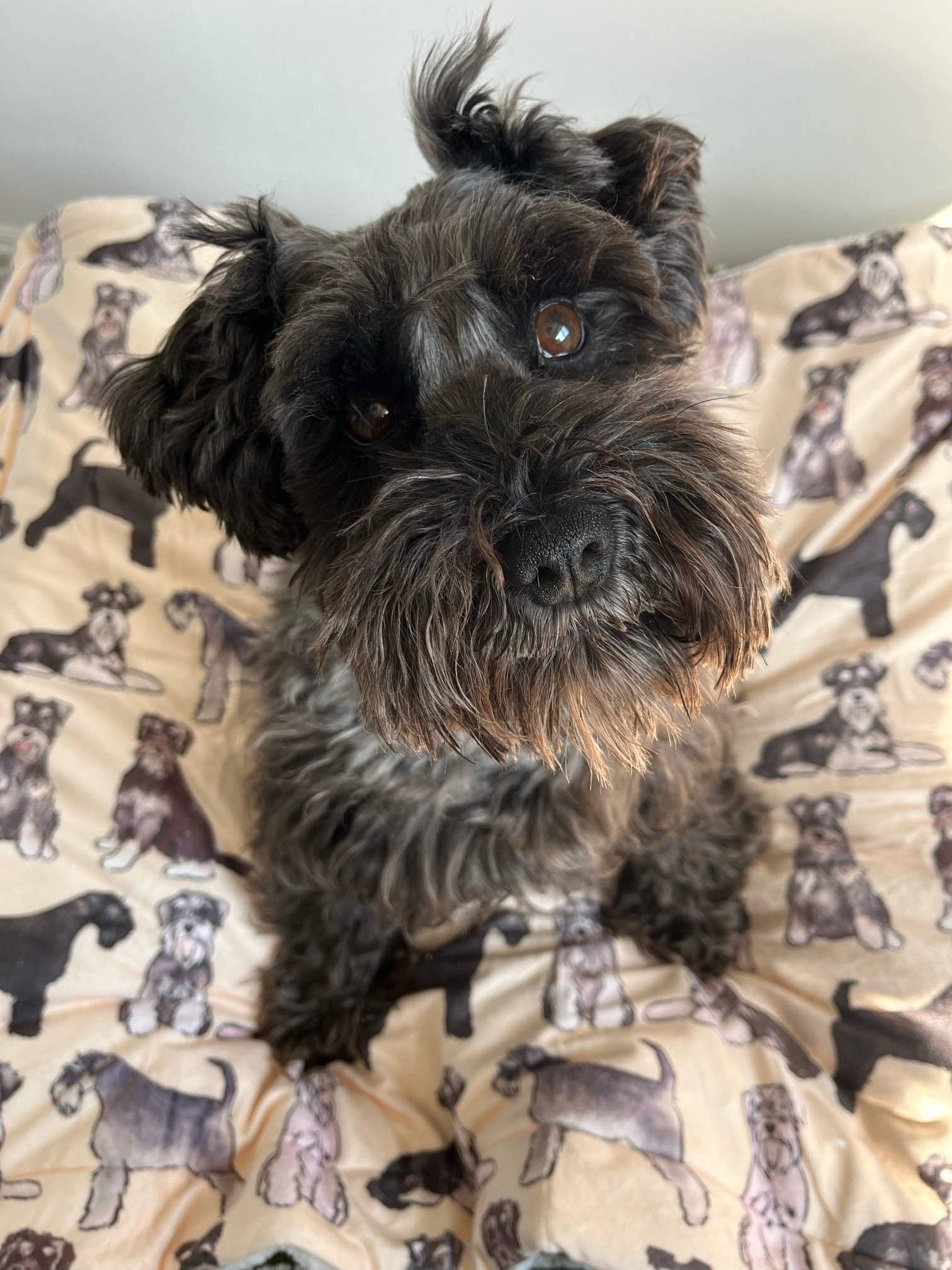 Schnauzer Dog Blanket - Image 2