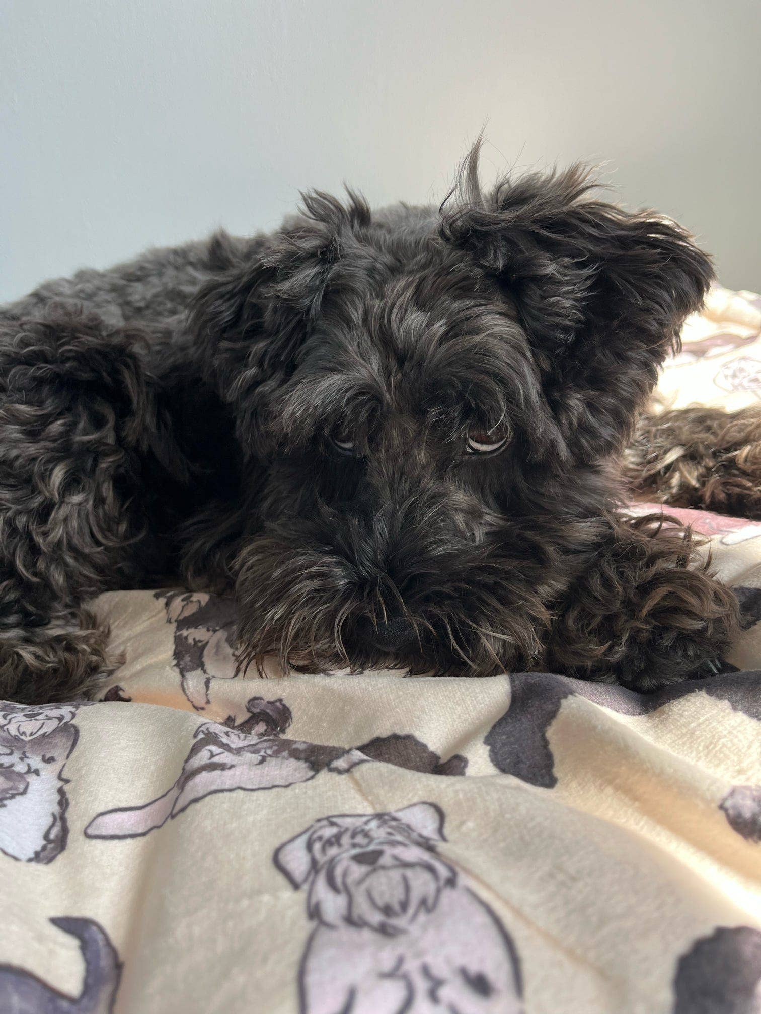 Schnauzer Dog Blanket - Image 3