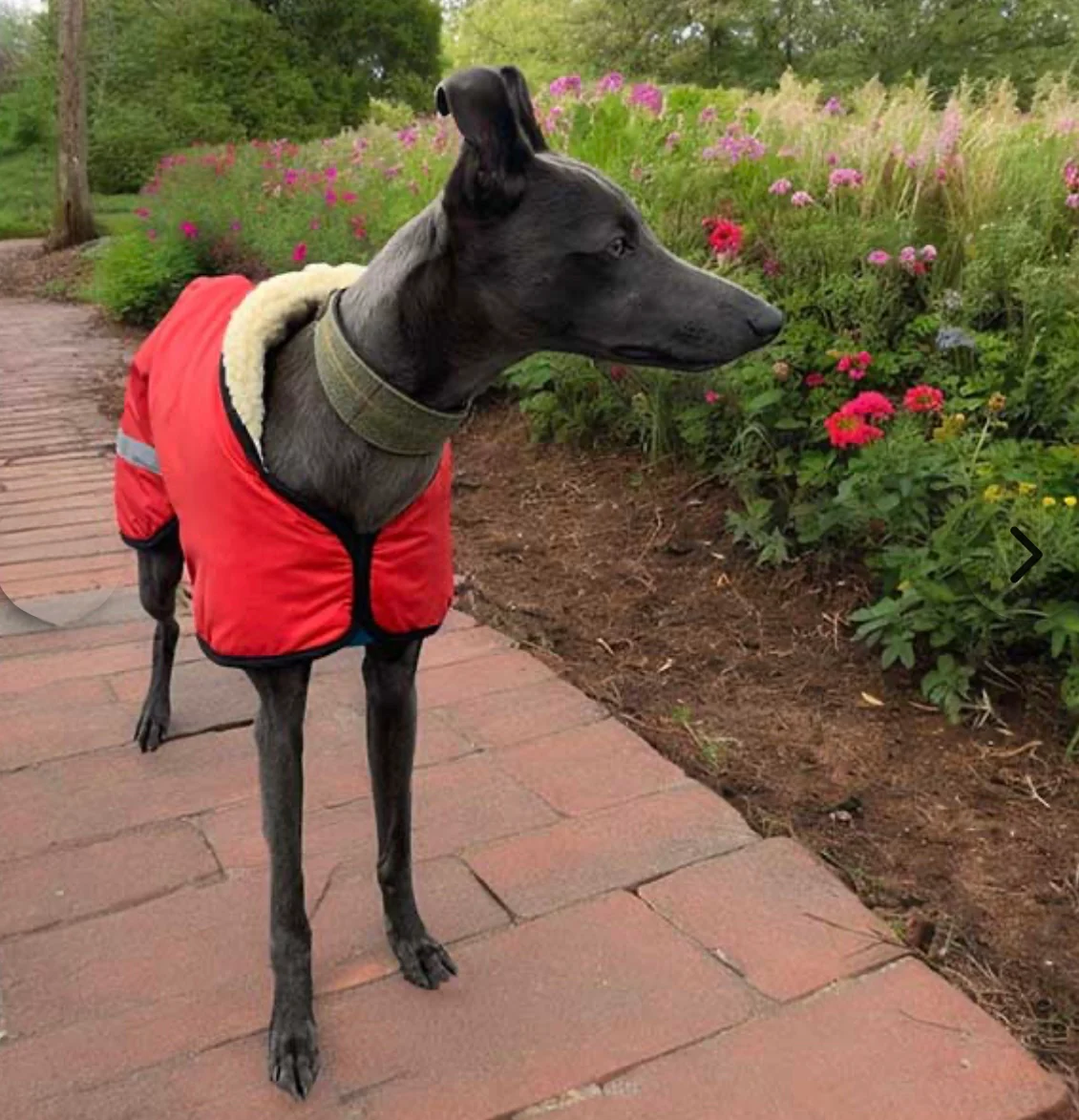 Sherpa - Fleece Lined Sighthound Coat - Harness Hole - No Velcro - Image 3