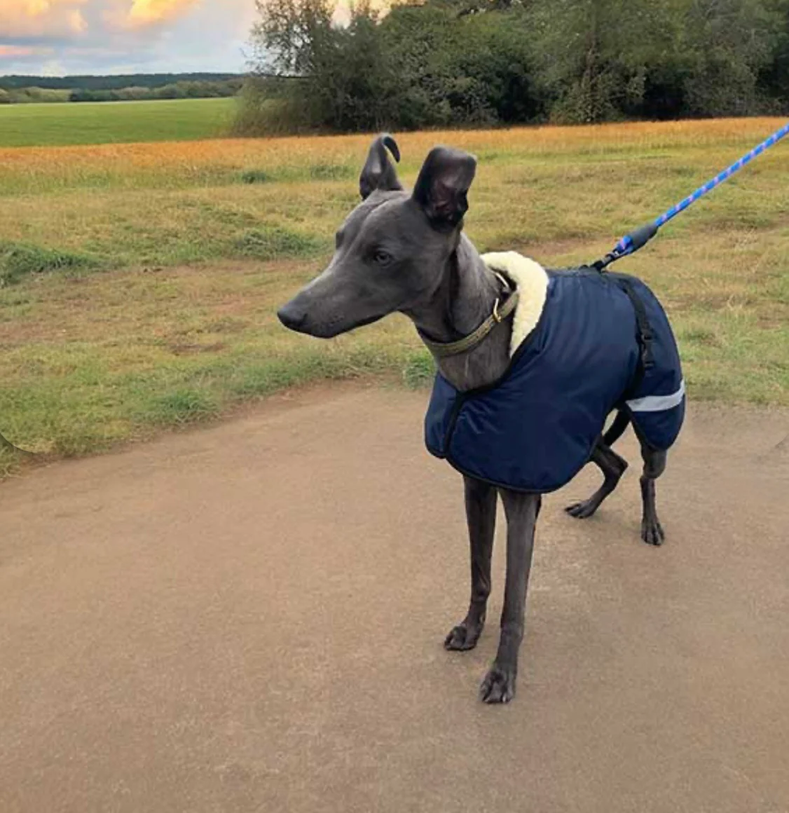 Sherpa - Fleece Lined Sighthound Coat - Harness Hole - No Velcro - Image 4