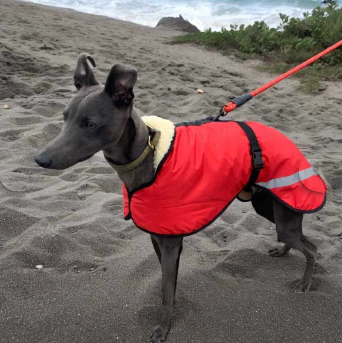 Sherpa - Fleece Lined Sighthound Coat - Harness Hole - No Velcro - Image 5