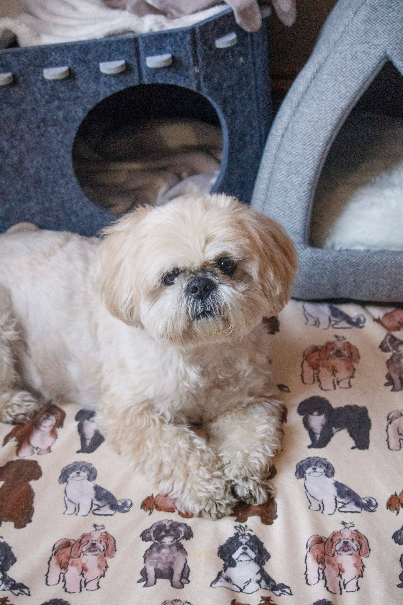 Shih Tzu Dog Blanket - Image 2