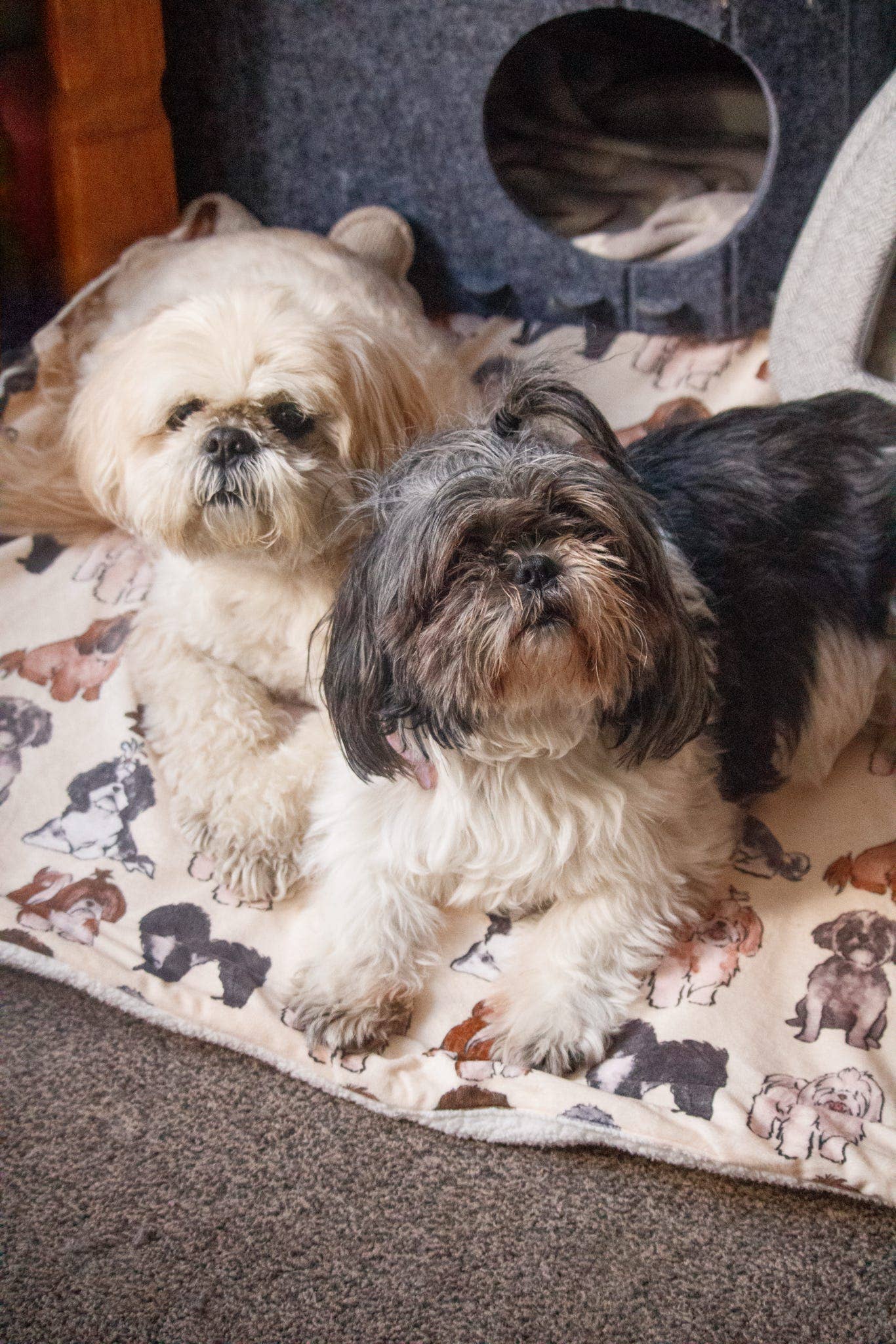 Shih Tzu Dog Blanket - Image 3