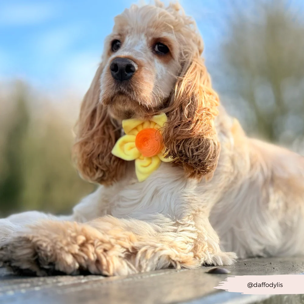Spring Daffodil Collar Flower - Image 10