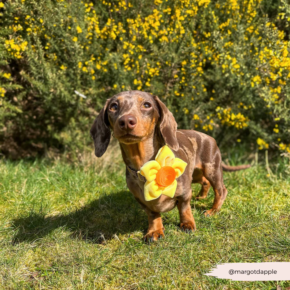Spring Daffodil Collar Flower - Image 11