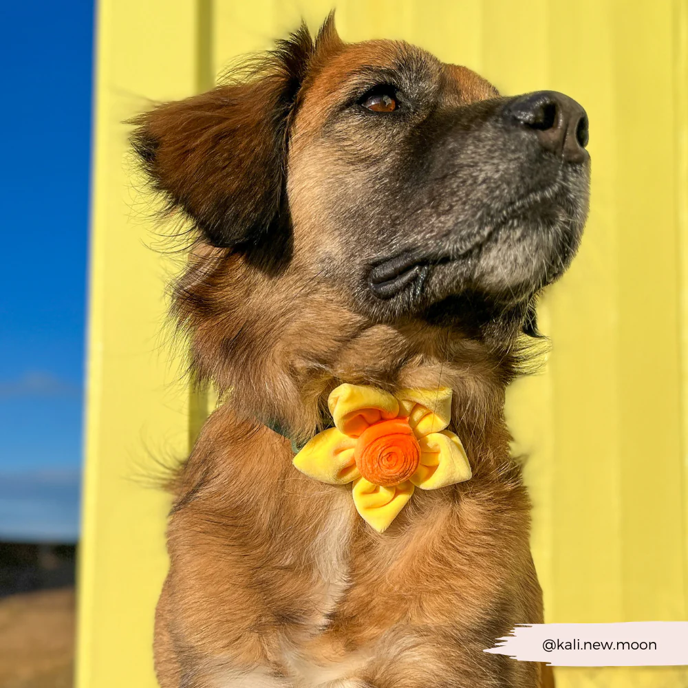 Spring Daffodil Collar Flower - Image 12