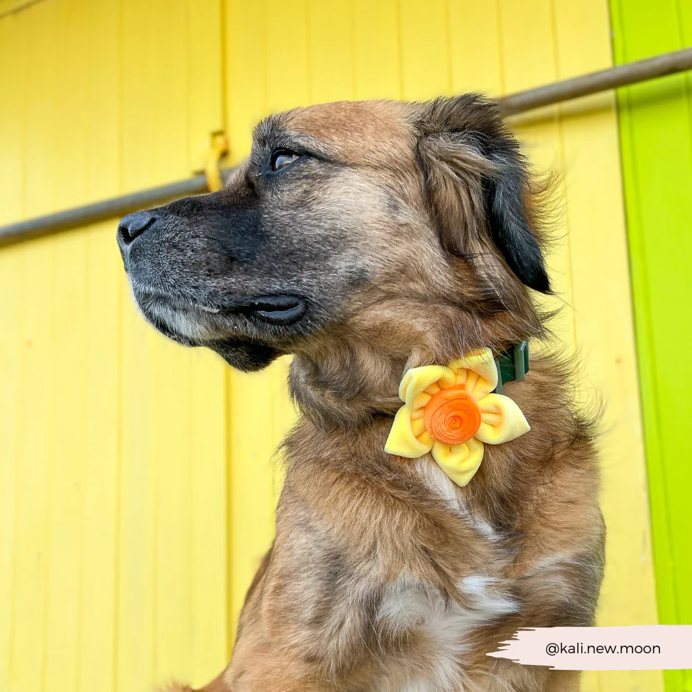 Spring Daffodil Collar Flower - Image 2