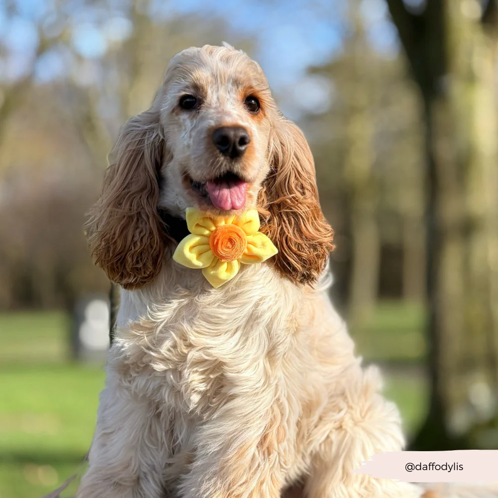 Spring Daffodil Collar Flower - Image 3
