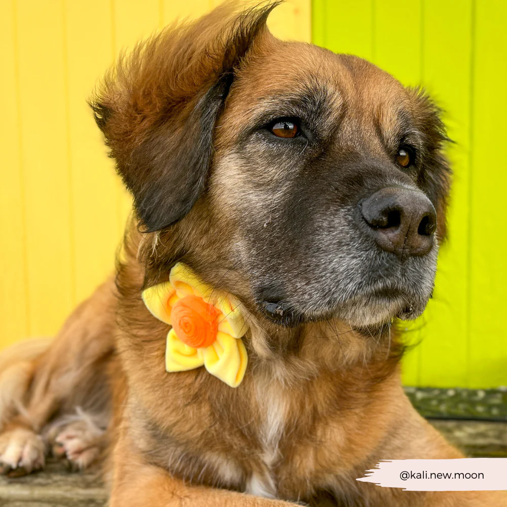 Spring Daffodil Collar Flower - Image 4
