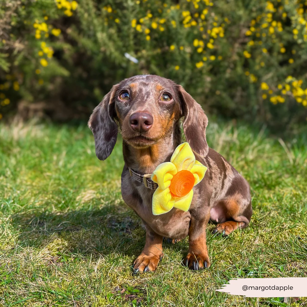 Spring Daffodil Collar Flower - Image 6