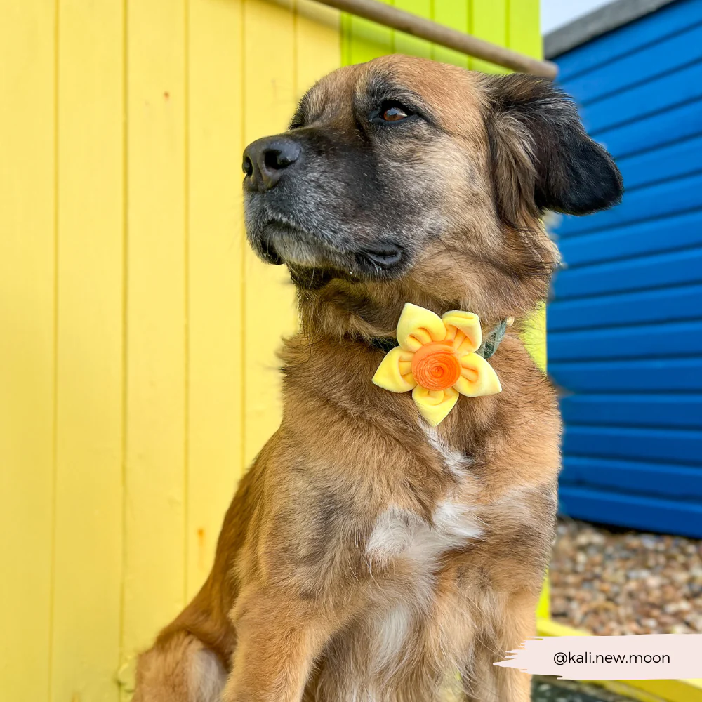 Spring Daffodil Collar Flower - Image 7