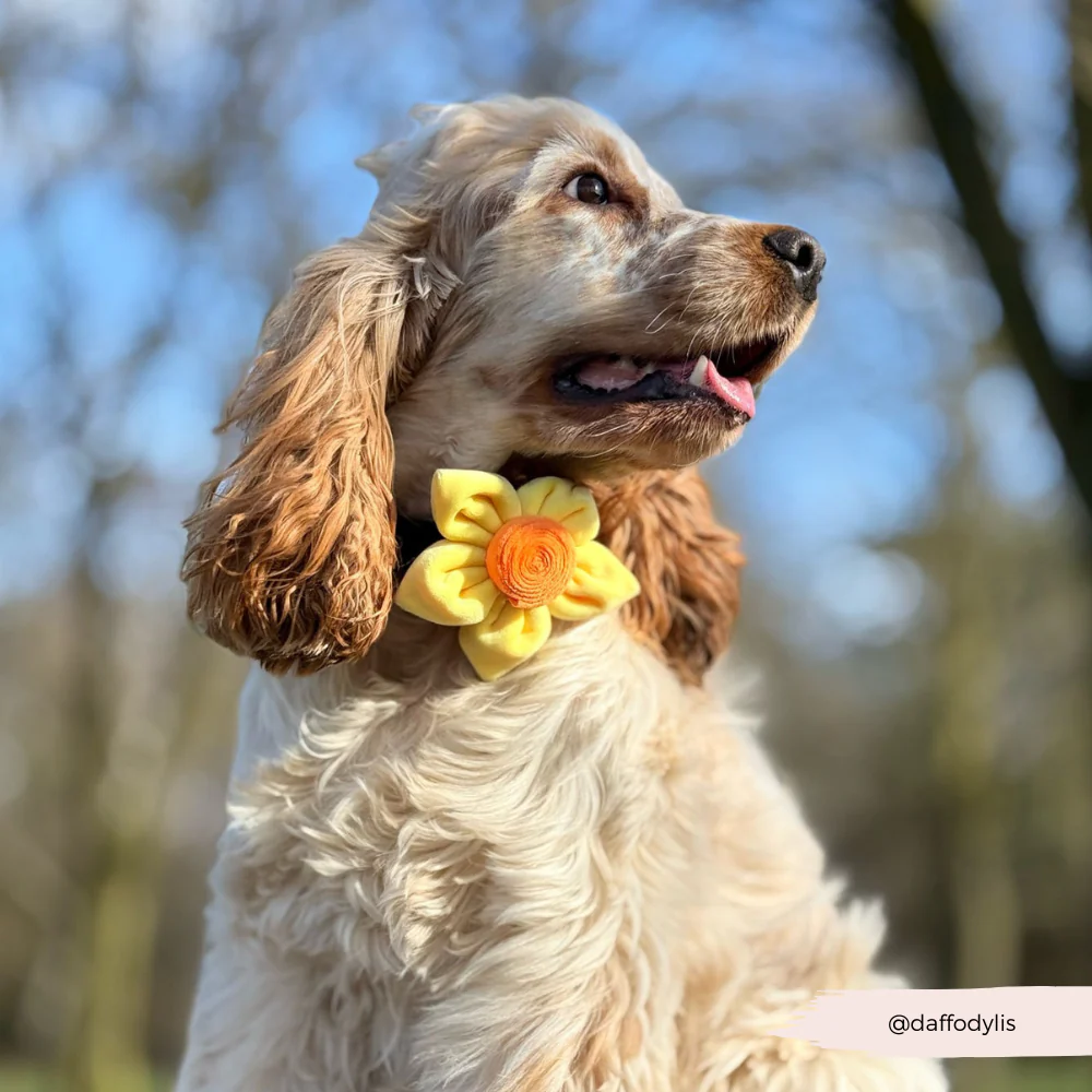 Spring Daffodil Collar Flower - Image 8