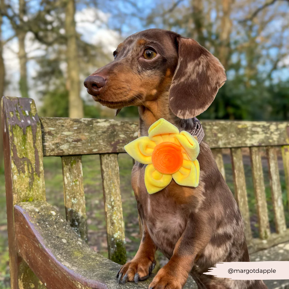 Spring Daffodil Collar Flower - Image 9