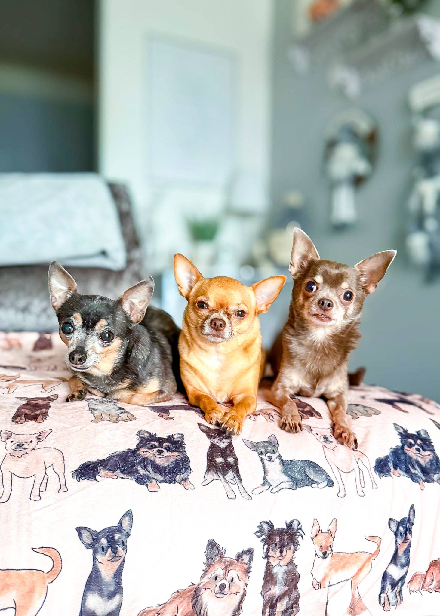 The Chihuahua Dog Blanket - Image 3