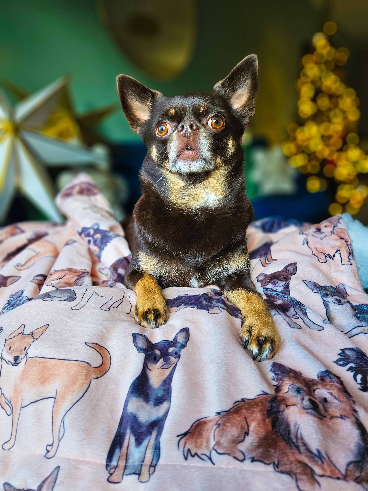 The Chihuahua Dog Blanket - Image 6