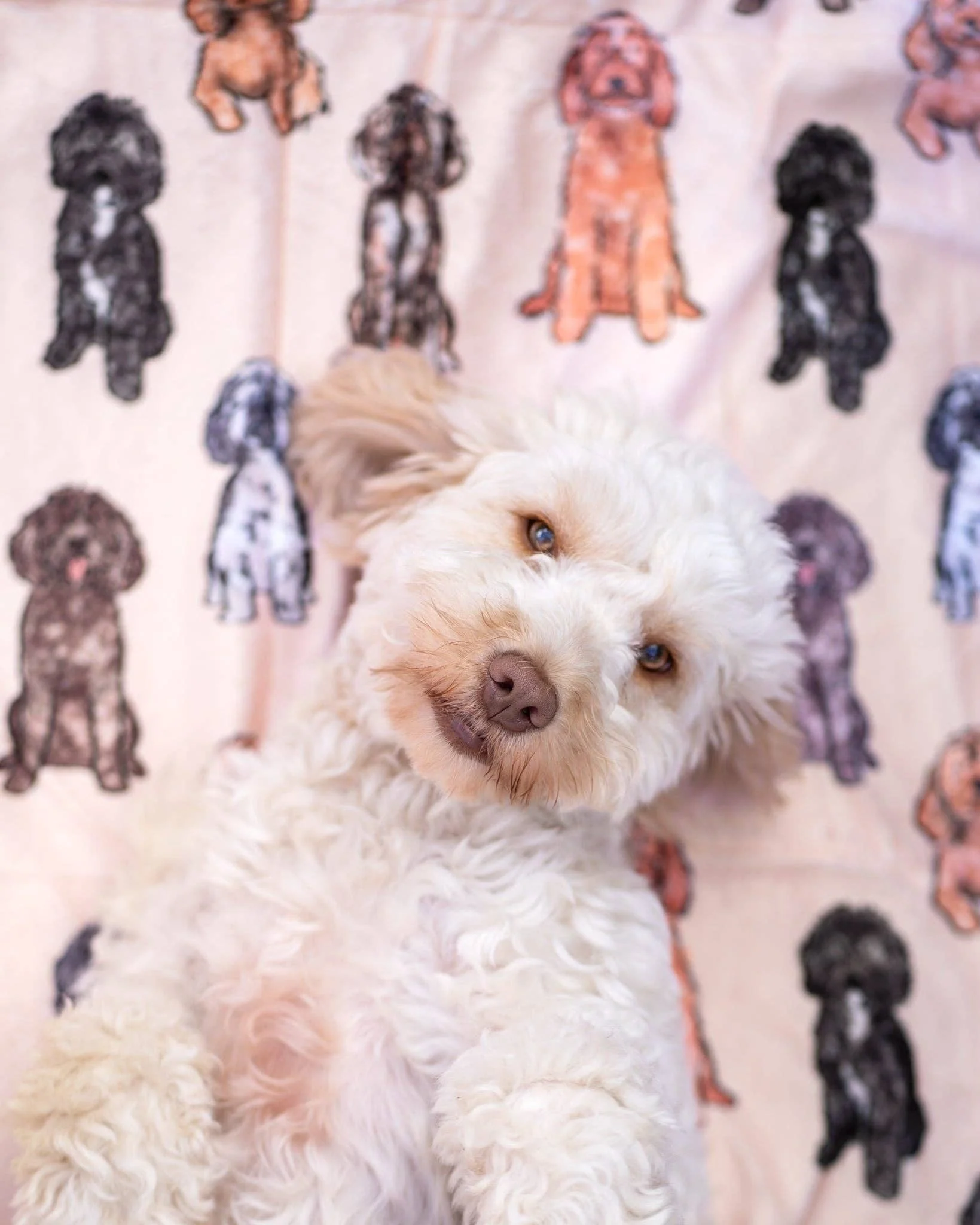 The Oodles & Doodles Dog Blanket - Image 11