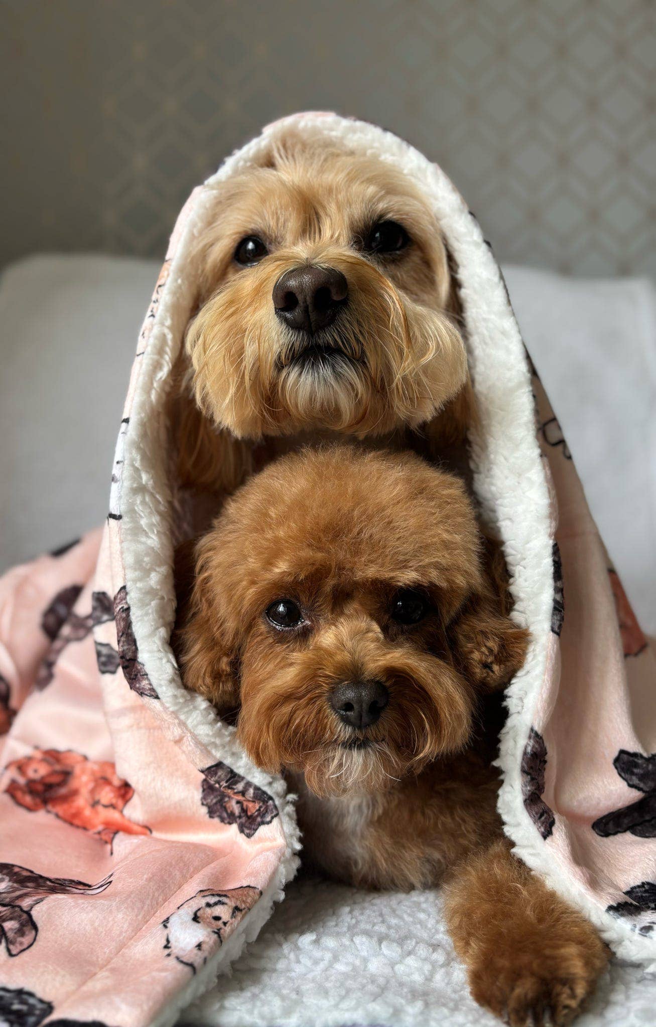 The Oodles & Doodles Dog Blanket - Image 12