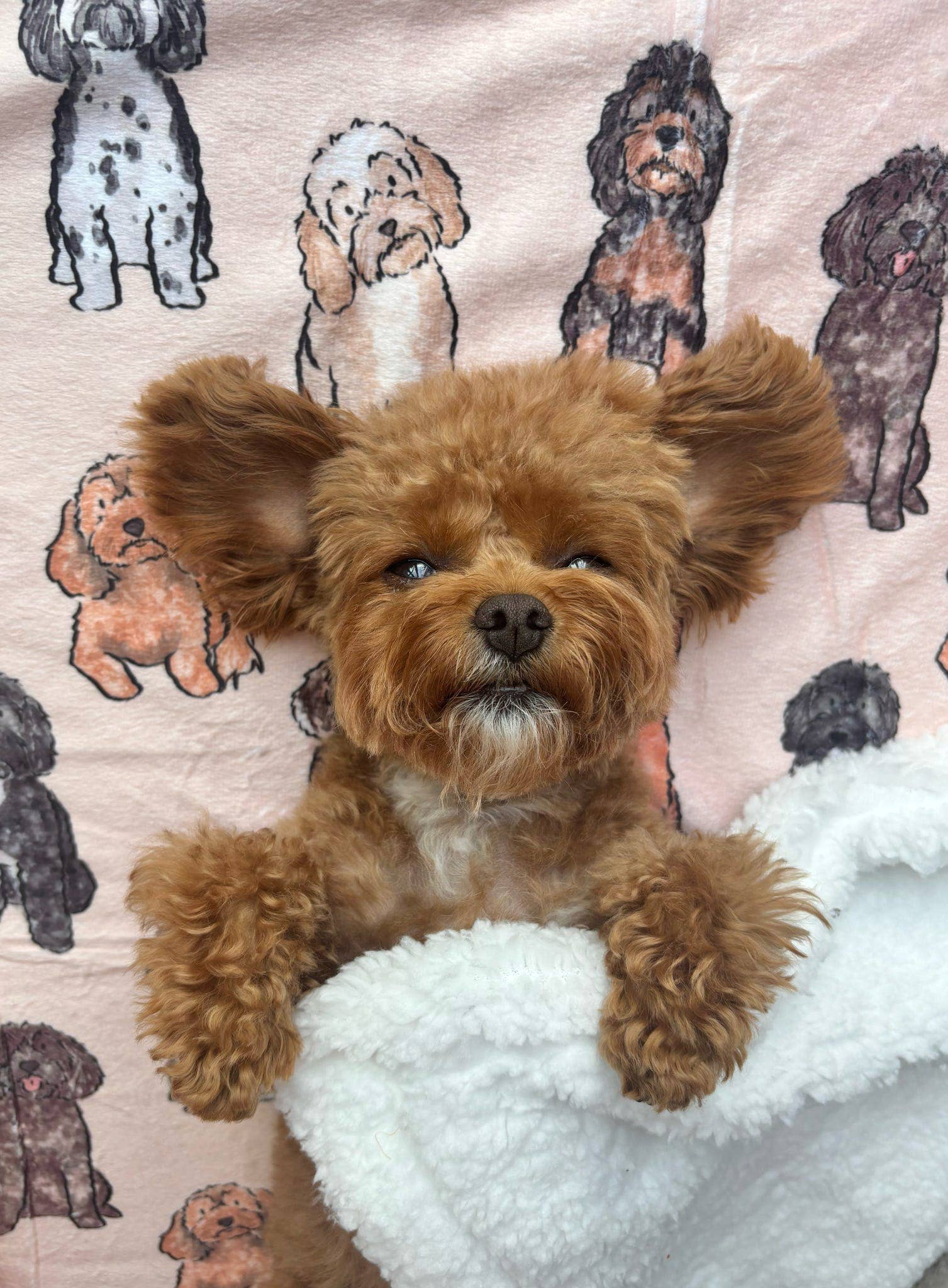 The Oodles & Doodles Dog Blanket - Image 5