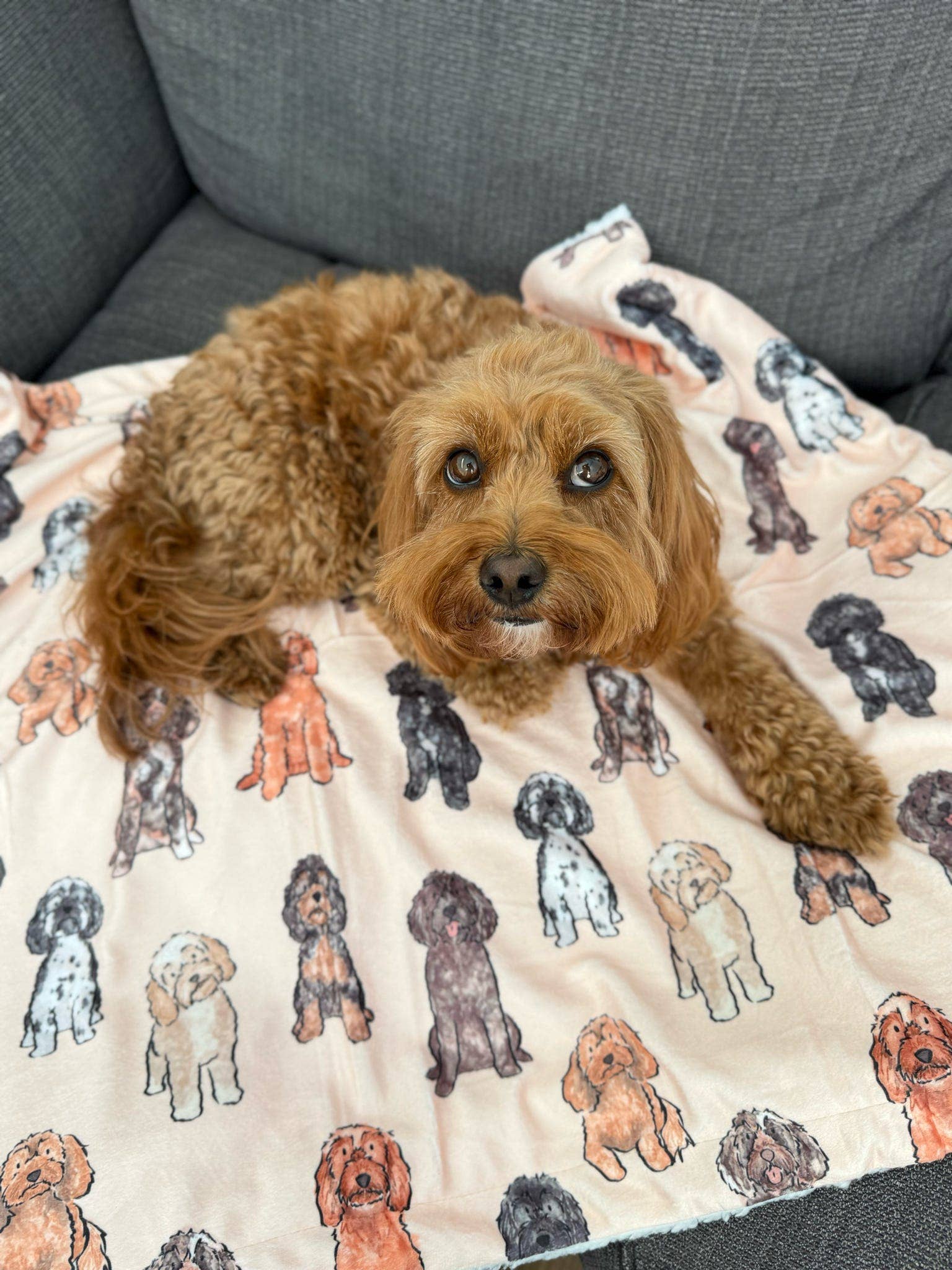 The Oodles & Doodles Dog Blanket - Image 6