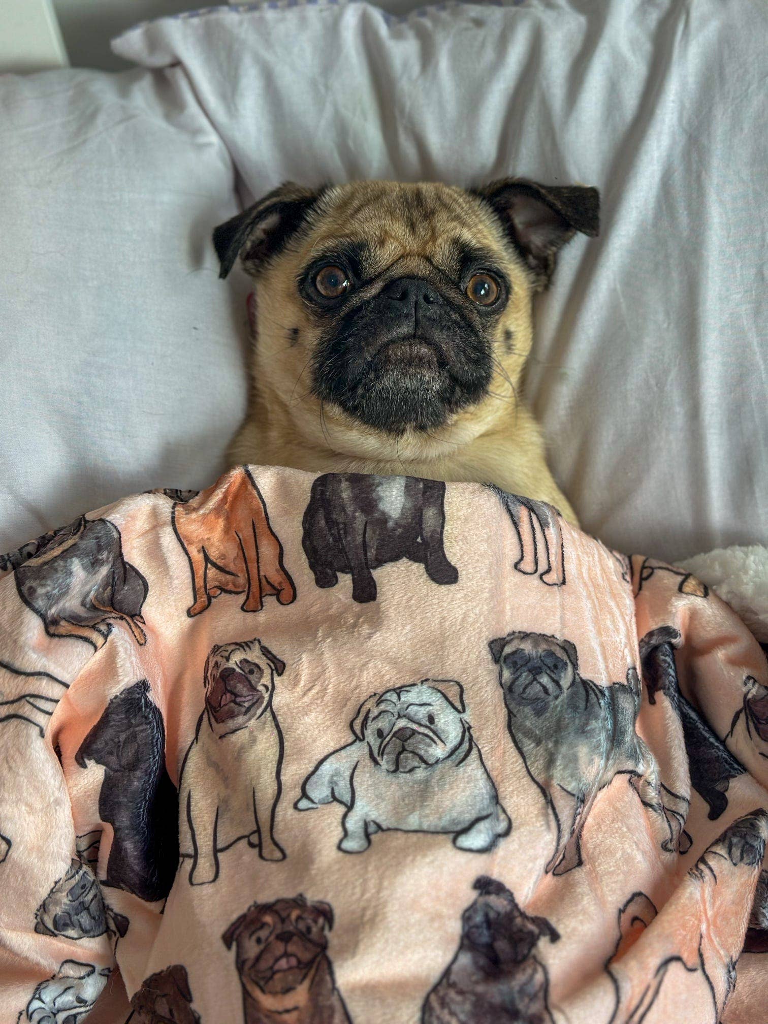 The Pug Dog Blanket - Image 3