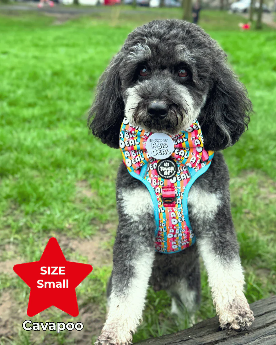 Tough AF® Harness - I'm kind of a big deal - Image 4