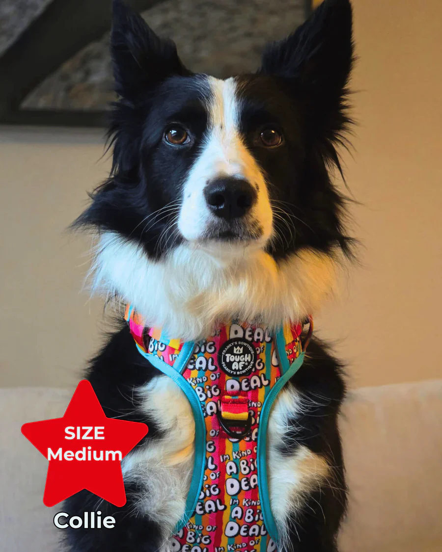 Tough AF® Harness - I'm kind of a big deal - Image 5