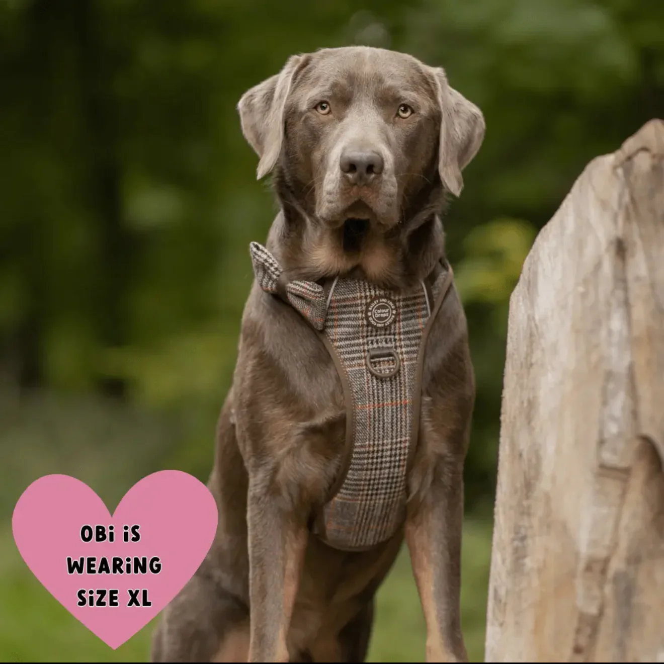 Trail & Glow - Dog Harness Bundle Set - Colour Drops - Heritage Plaid - Image 10