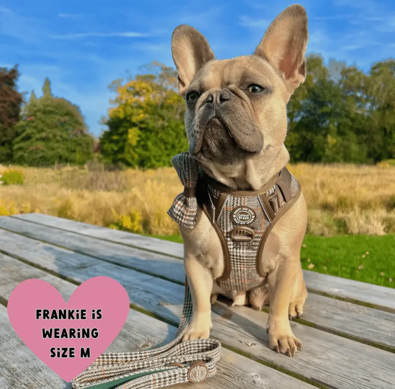 Trail & Glow - Dog Harness Bundle Set - Colour Drops - Heritage Plaid - Image 8