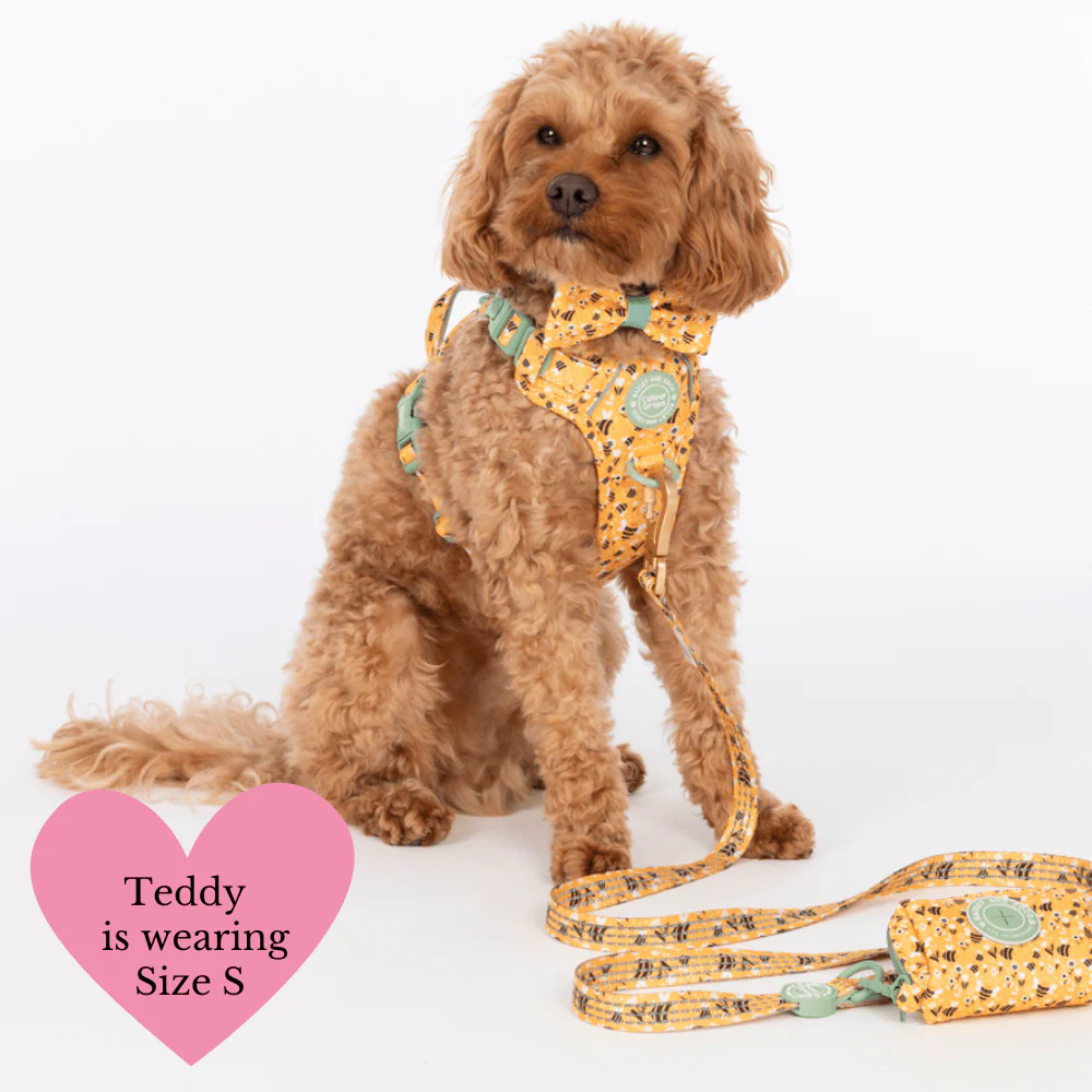 Trail & Glow Dog Harness Bundle Set - Colour Drops - Wanna-Bee: L / L - Image 2