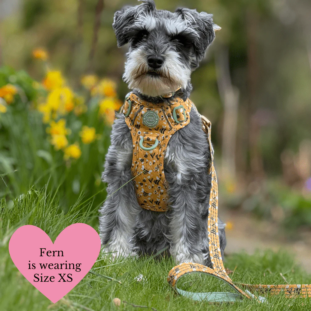 Trail & Glow Dog Harness Bundle Set - Colour Drops - Wanna-Bee: L / L - Image 24