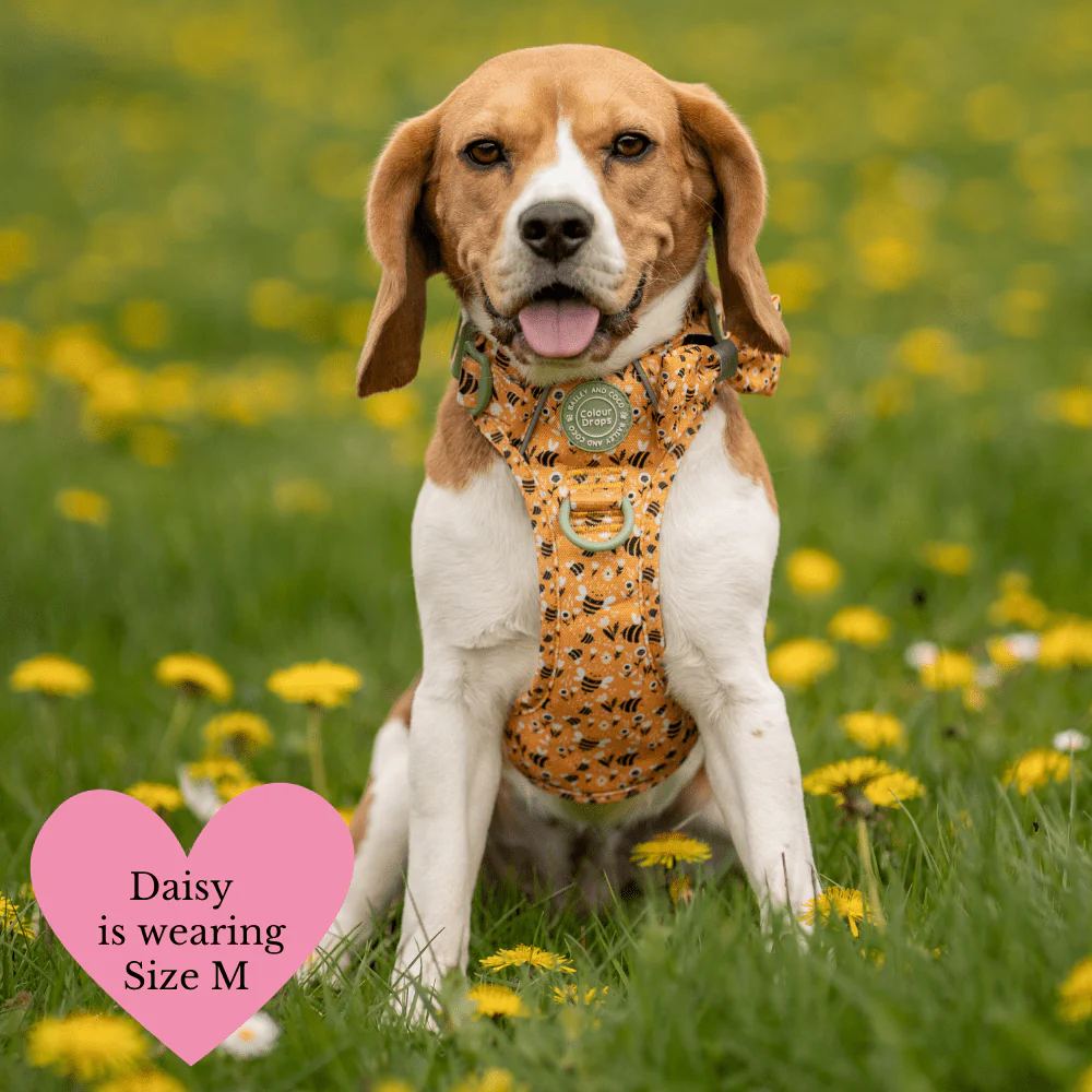 Trail & Glow Dog Harness Bundle Set - Colour Drops - Wanna-Bee: L / L - Image 25