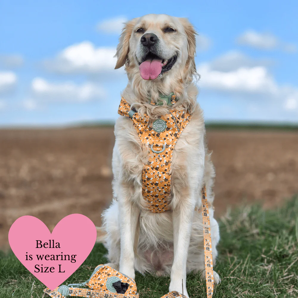 Trail & Glow Dog Harness Bundle Set - Colour Drops - Wanna-Bee: L / L - Image 26