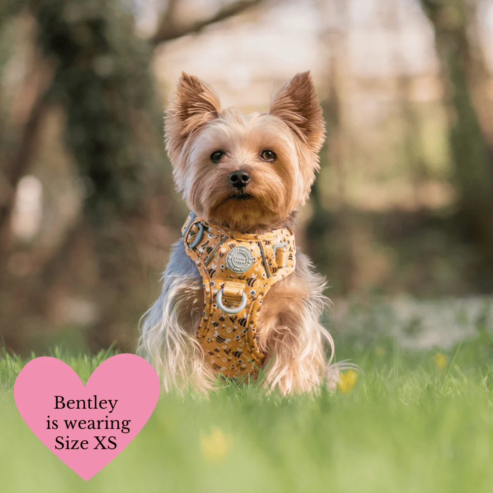 Trail & Glow Dog Harness Bundle Set - Colour Drops - Wanna-Bee: M / M - Image 11