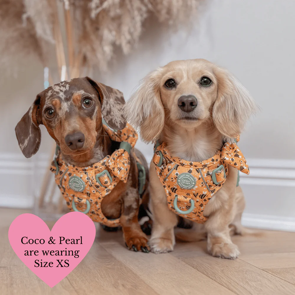 Trail & Glow Dog Harness Bundle Set - Colour Drops - Wanna-Bee: M / M - Image 17
