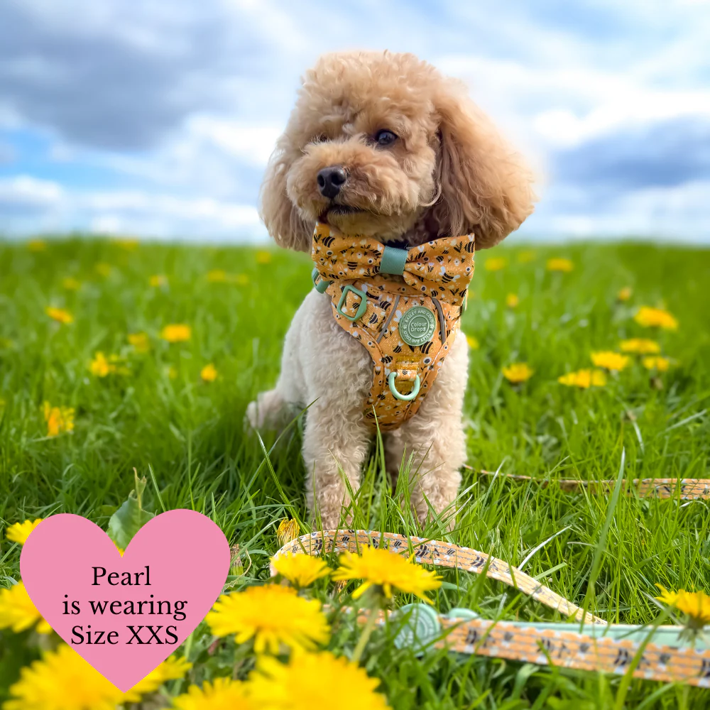 Trail & Glow Dog Harness Bundle Set - Colour Drops - Wanna-Bee: M / M - Image 20