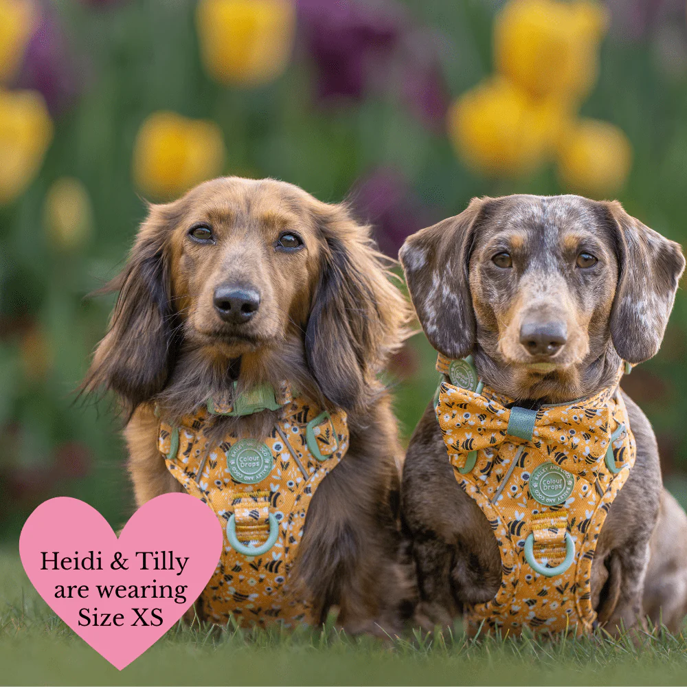 Trail & Glow Dog Harness Bundle Set - Colour Drops - Wanna-Bee: M / M - Image 4