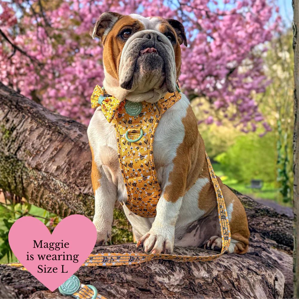 Trail & Glow Dog Harness Bundle Set - Colour Drops - Wanna-Bee: S / S - Image 10
