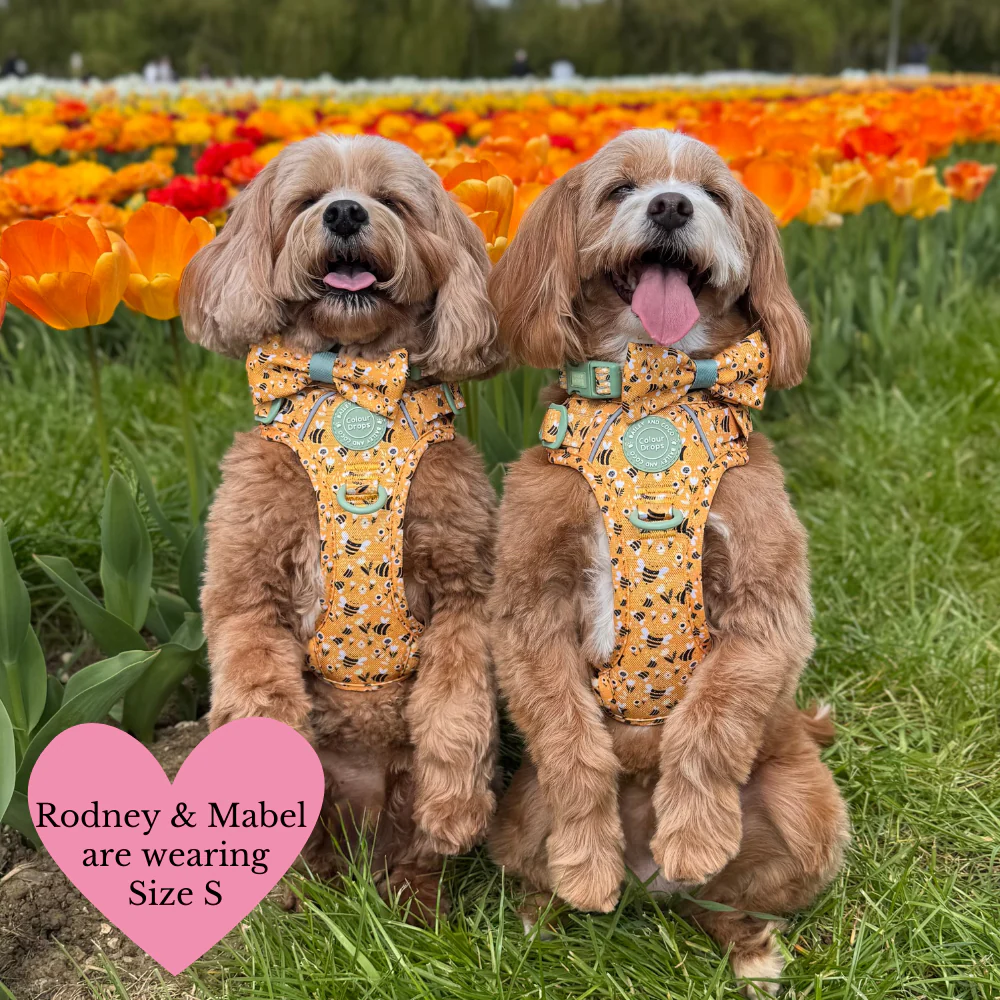 Trail & Glow Dog Harness Bundle Set - Colour Drops - Wanna-Bee: S / S - Image 15