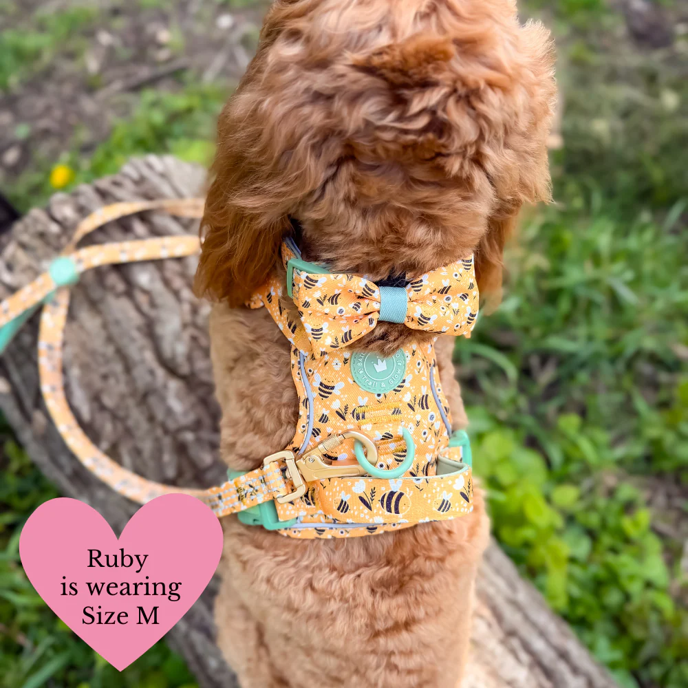 Trail & Glow Dog Harness Bundle Set - Colour Drops - Wanna-Bee: S / S - Image 21