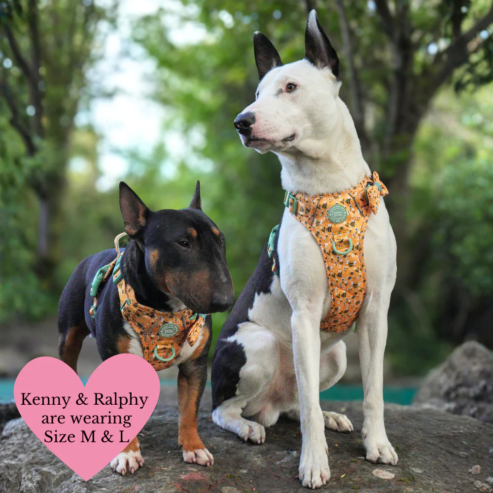 Trail & Glow Dog Harness Bundle Set - Colour Drops - Wanna-Bee: S / S - Image 22