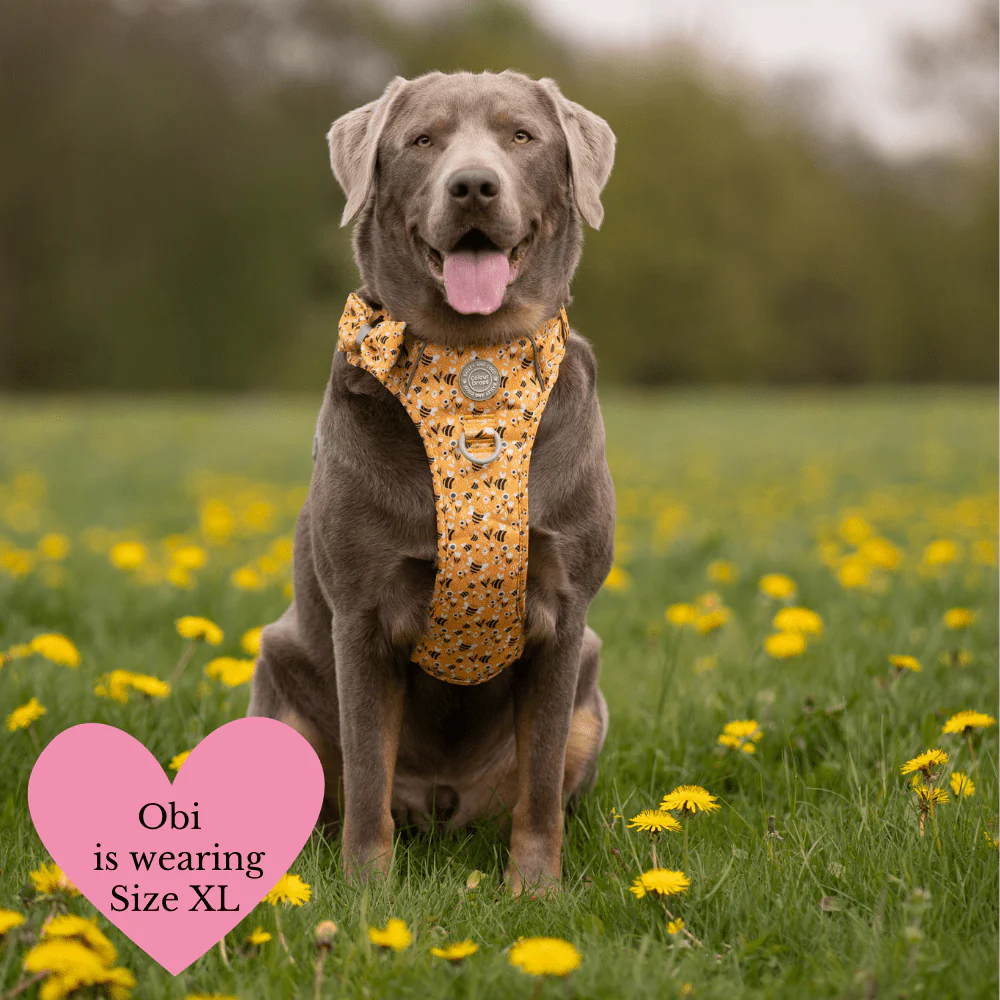 Trail & Glow Dog Harness Bundle Set - Colour Drops - Wanna-Bee: XS / XS - Image 3