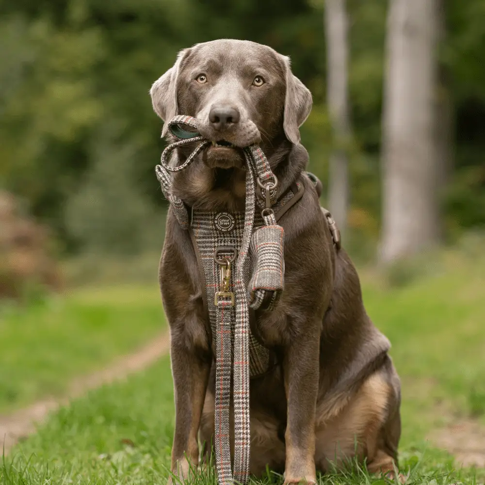 Bailey and Coco Dog Lead 5ft - Colour Drops - Heritage Plaid - Image 2