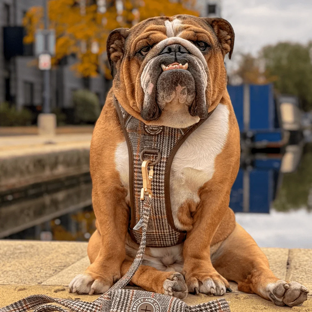 Bailey and Coco Dog Lead 5ft - Colour Drops - Heritage Plaid - Image 3