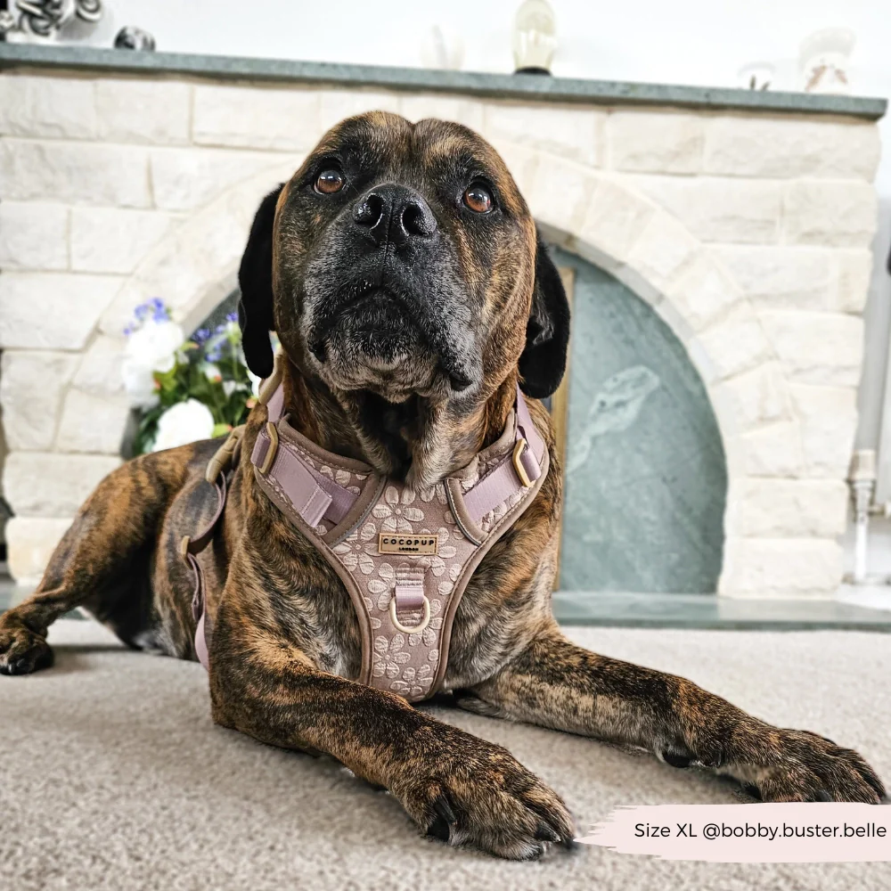Cocopup London Explore Harness - Mocha Flower - Image 5