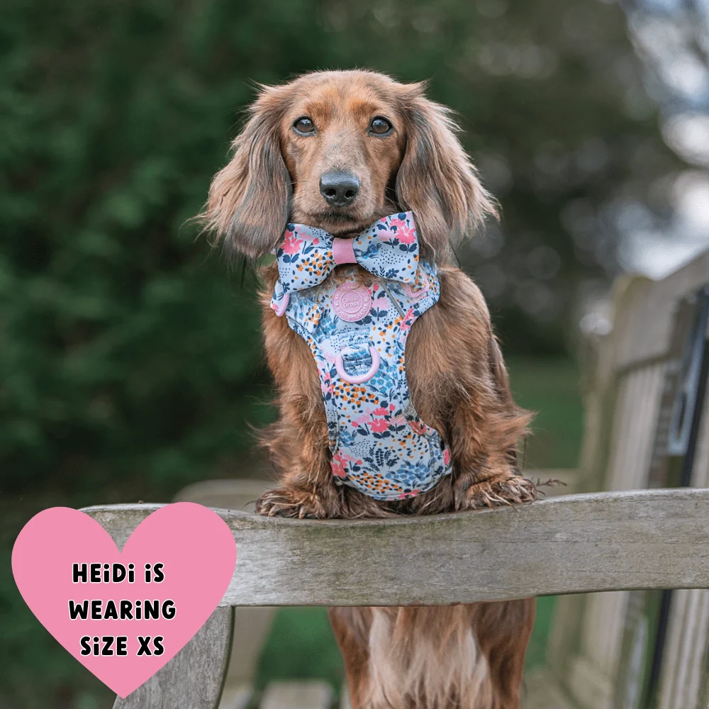 Floral Dog Harness - Colour Drops - Spring Dreams - Image 4
