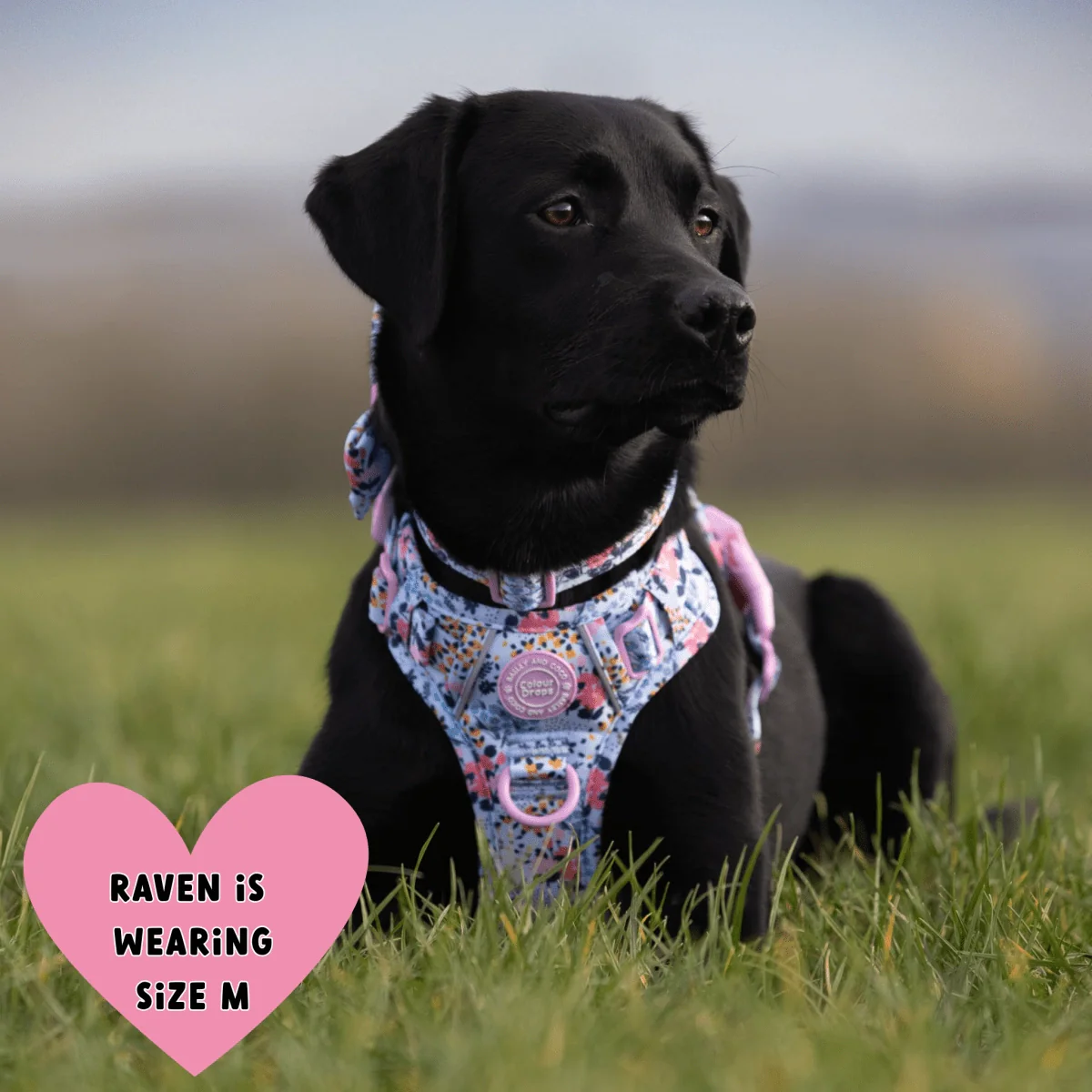 Floral Dog Harness - Colour Drops - Spring Dreams - Image 7