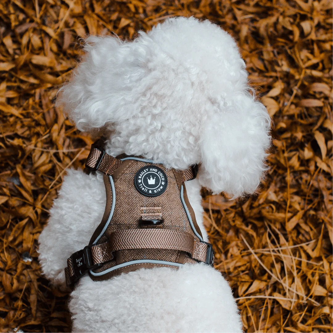 Trail & Glow Tweed Dog Harness - Oxford Tweed: S - Image 15