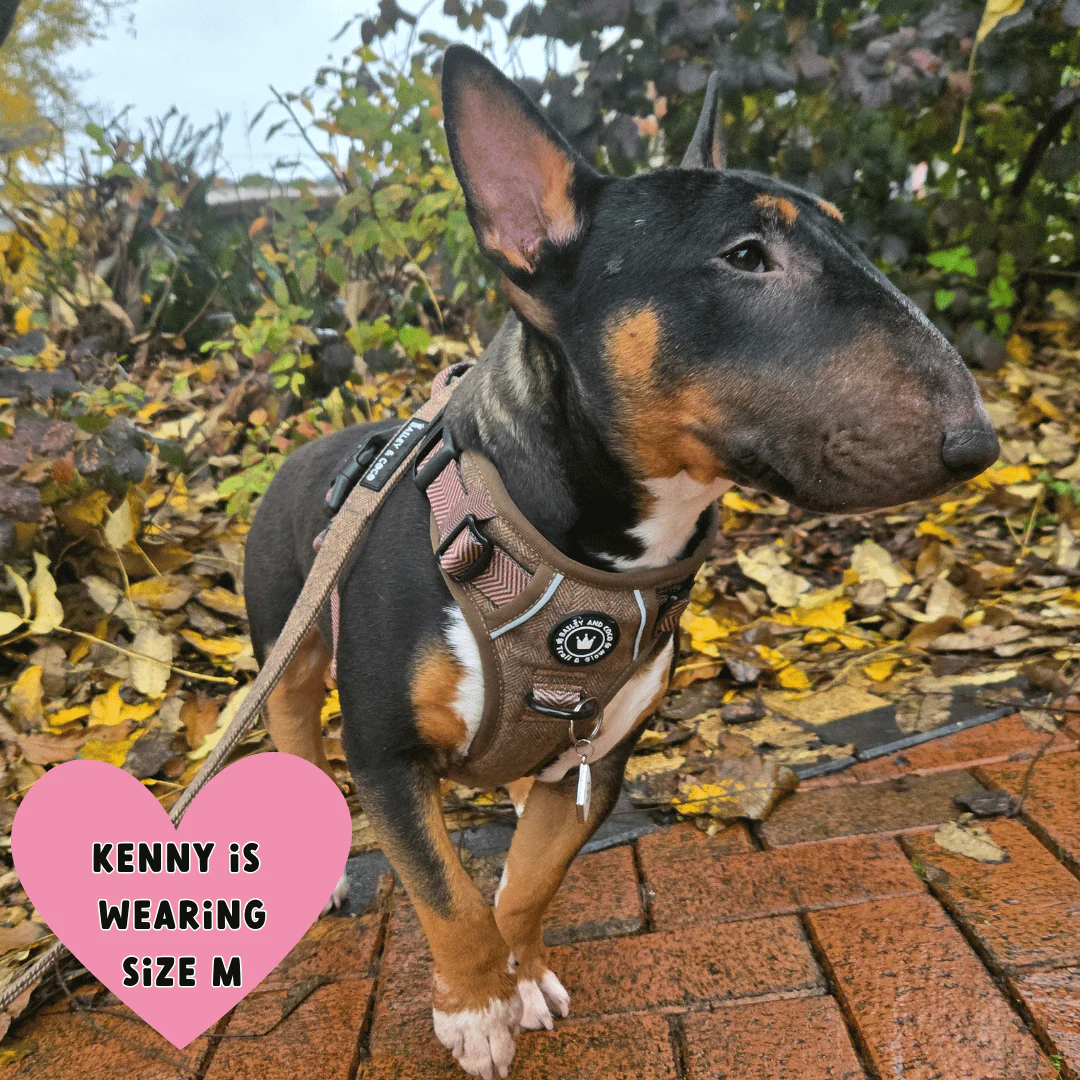 Trail & Glow Tweed Dog Harness - Oxford Tweed: S - Image 18
