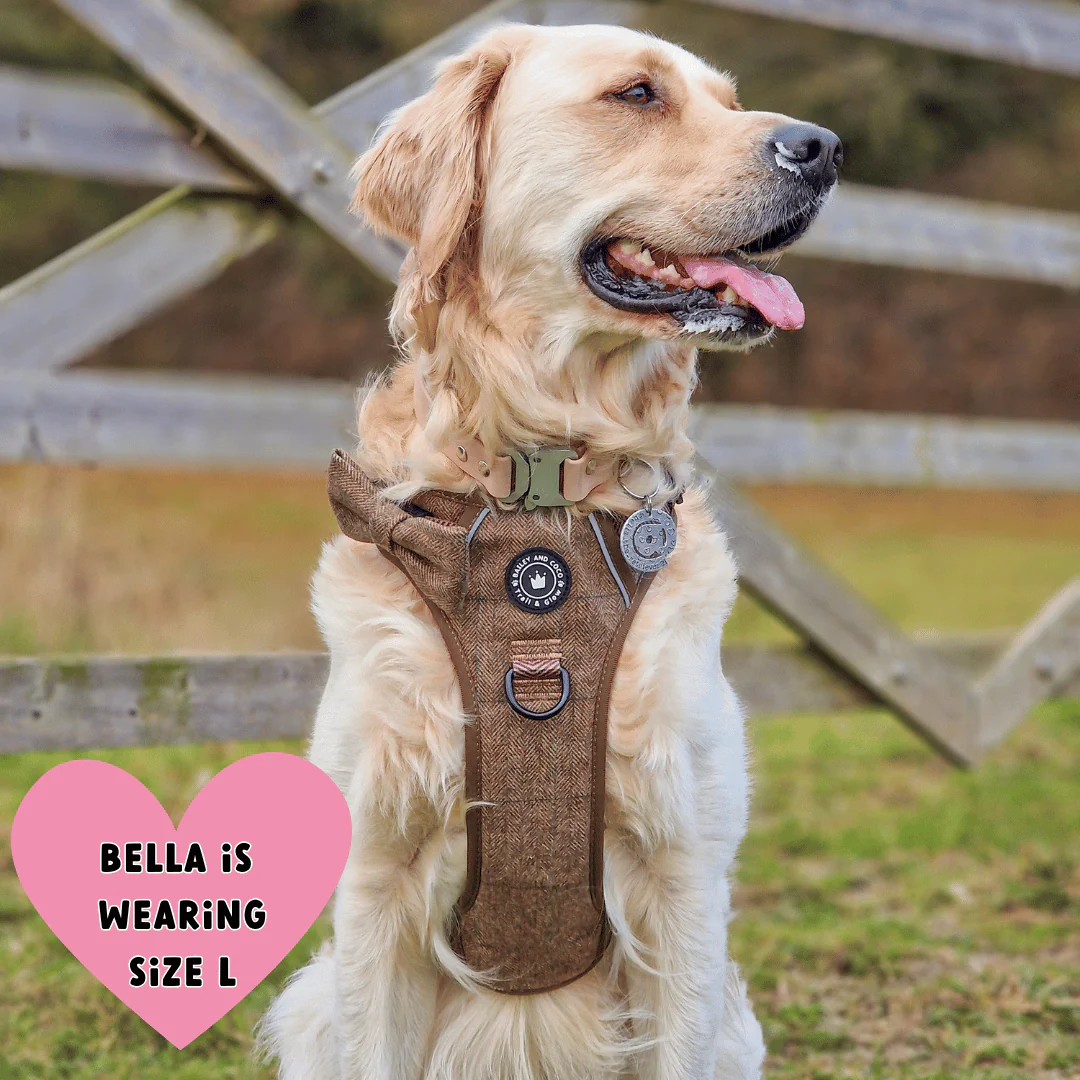 Trail & Glow Tweed Dog Harness - Oxford Tweed: S - Image 2