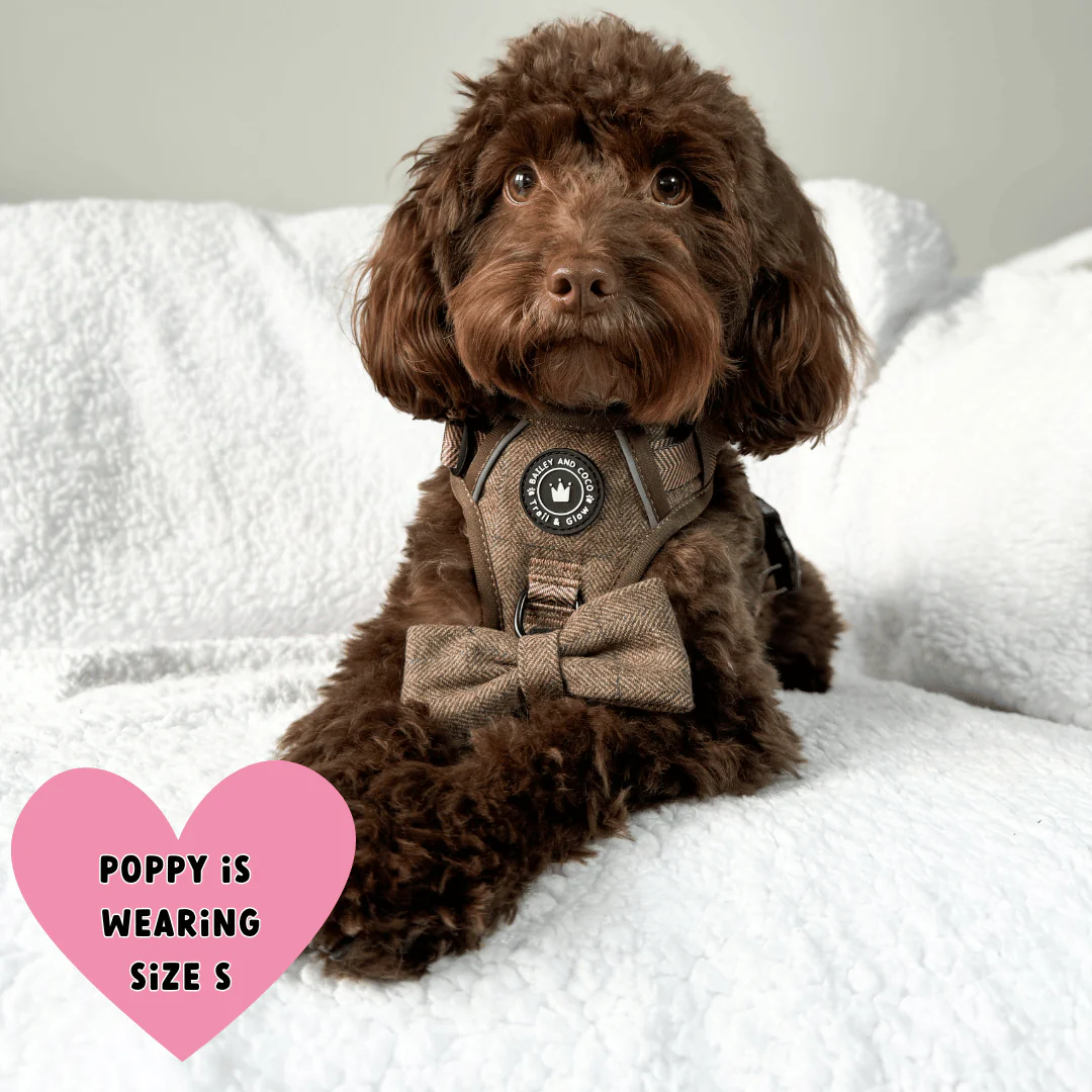 Trail & Glow Tweed Dog Harness - Oxford Tweed: S - Image 22